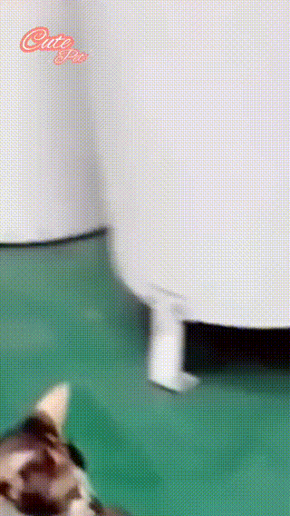 20.gif