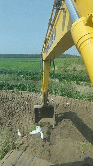 24.gif