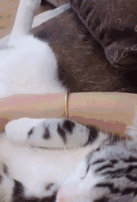 14.gif