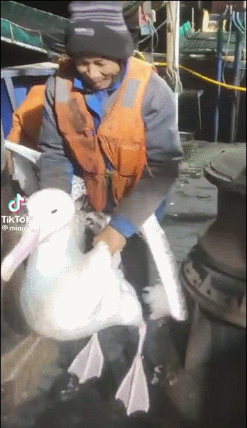 18.gif