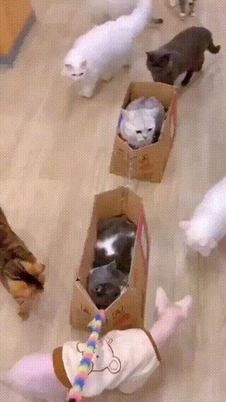 13.gif