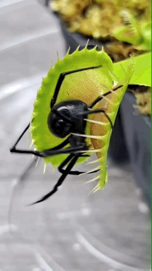 05.gif