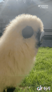12.gif