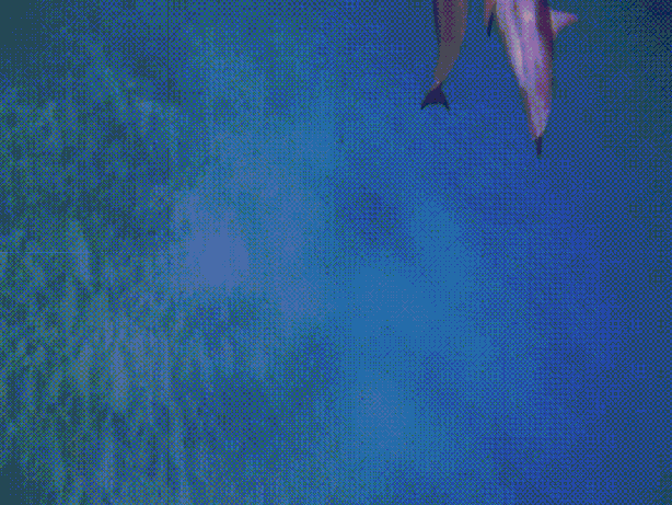 25.gif