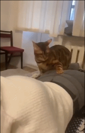 17.gif