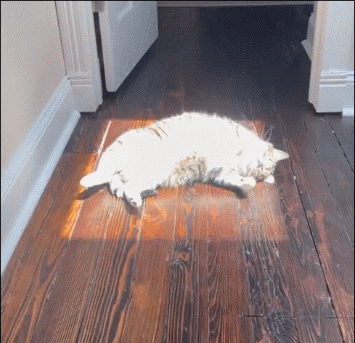 15.gif