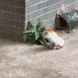 24.gif