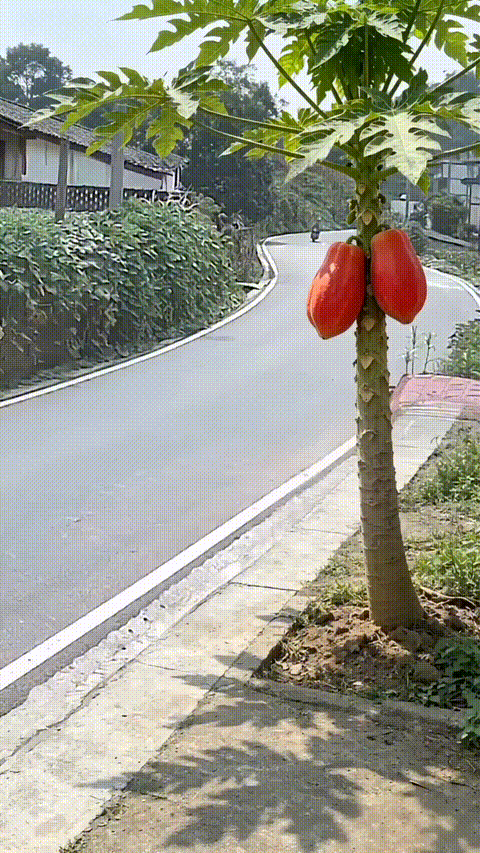 07.gif