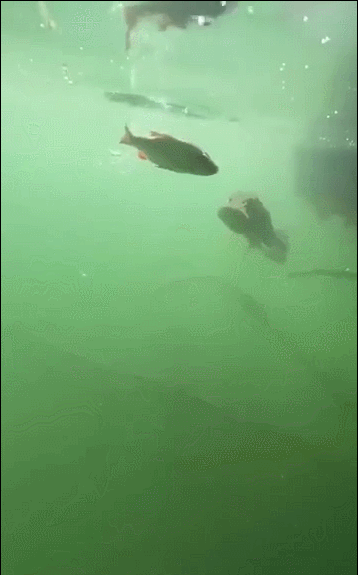 10.gif