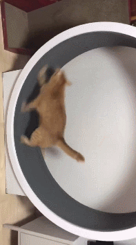 09.gif